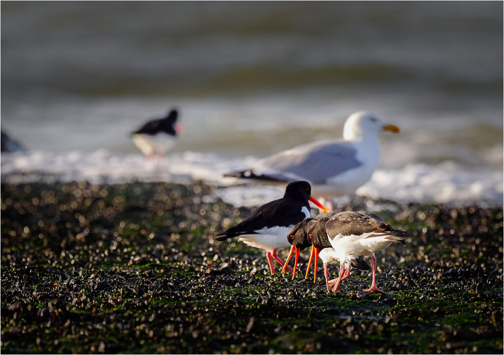 Austernfischer-Eurasian-oystercatcher-Olympus-E-M1-3260329CaptOneApr-07-2017-1.jpg