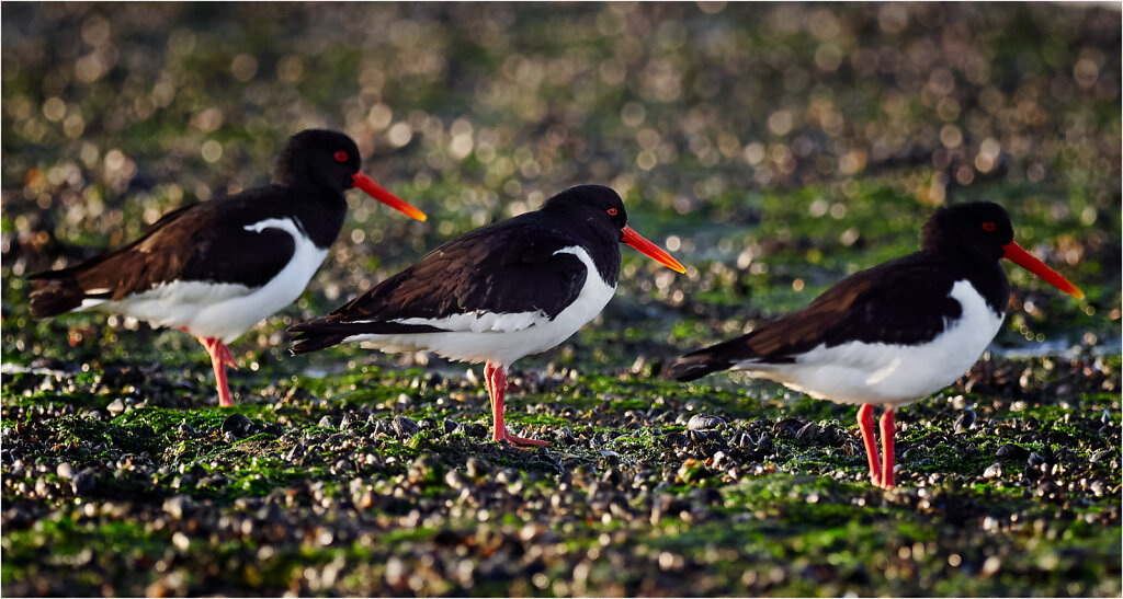 Austernfischer-Eurasian-oystercatcher-Olympus-E-M1-3260352CaptOneApr-07-2017-Bearbeitetklein.jpg