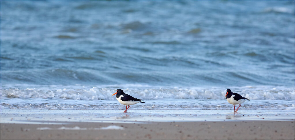 Austernfischer-Eurasian-oystercatcher-Olympus-E-M1-3280143CaptOneApr-07-2017-1-Bearbeitet.jpg
