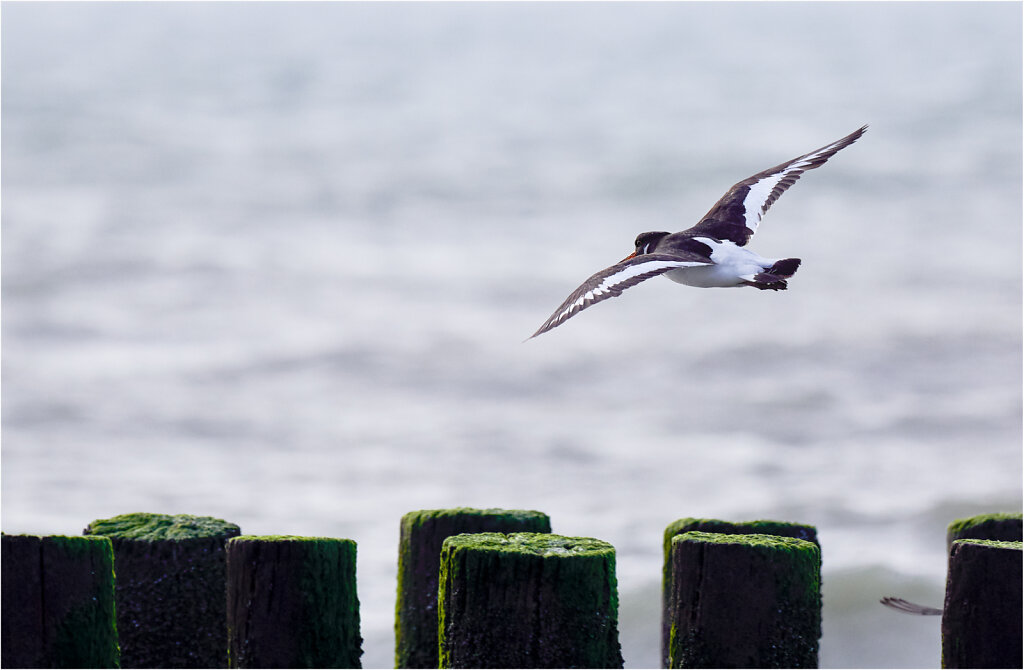 Austernfischer-Eurasian-oystercatcher-Olympus-E-M1-3280153CaptOneApr-07-2017.jpg