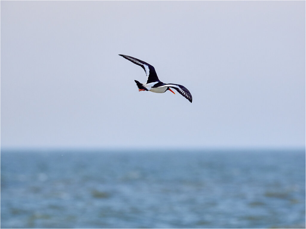 Austernfischer-Eurasian-oystercatcher-Olympus-E-M1-3280216CaptOneApr-07-2017.jpg