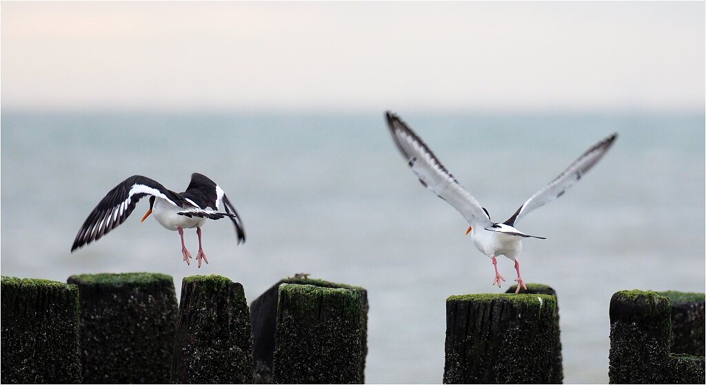 Austernfischer-Eurasian-oystercatcher-Olympus-E-M1-3290054-Bearbeitet.jpg