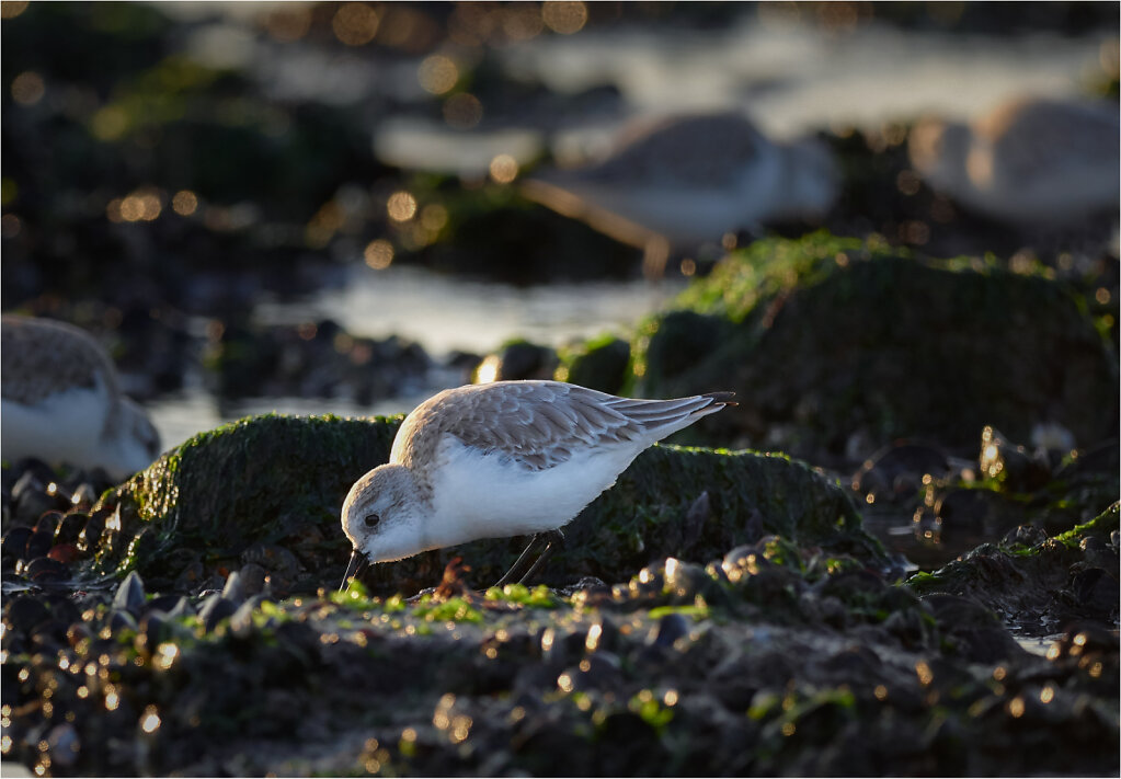 Sanderling-9.jpg
