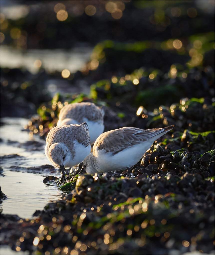Sanderling-2017-11.jpg