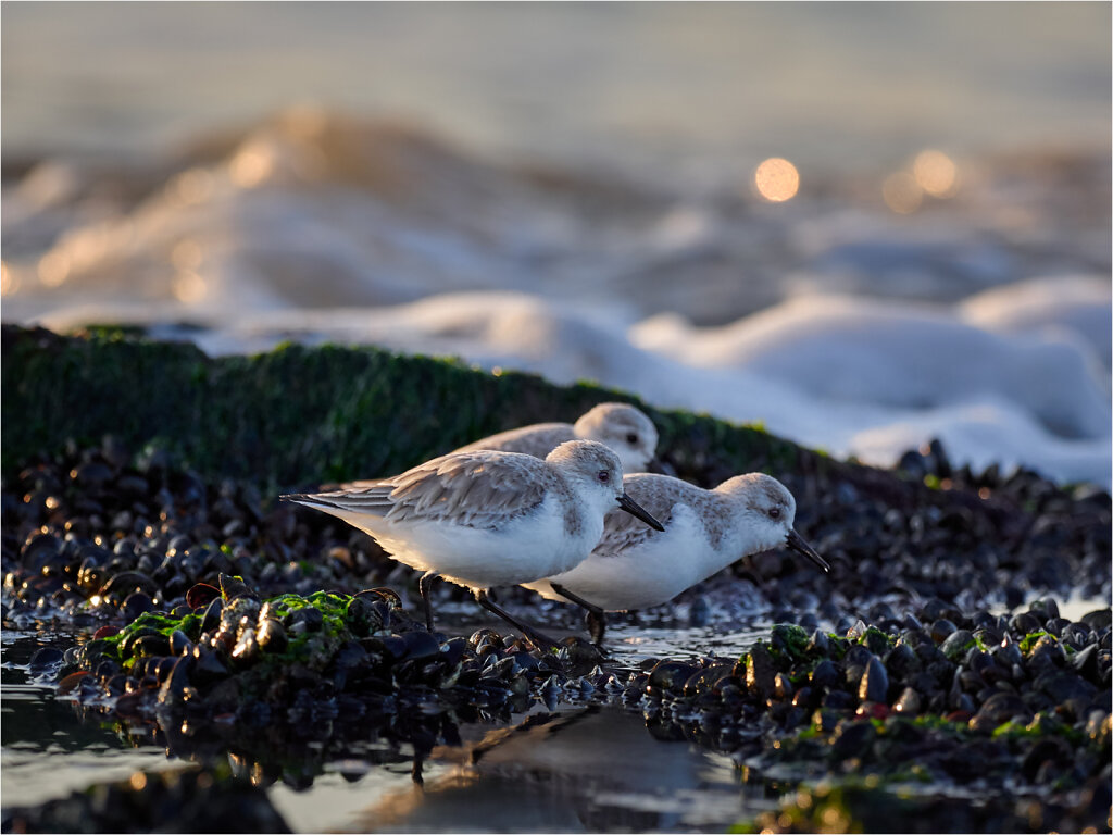 Sanderling-2017-9.jpg