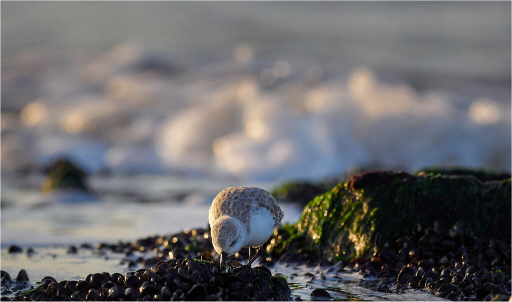 Sanderling-2017-10.jpg