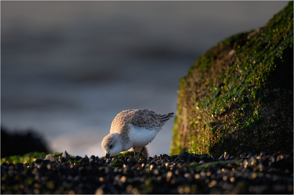 Sanderling-2017-2.jpg