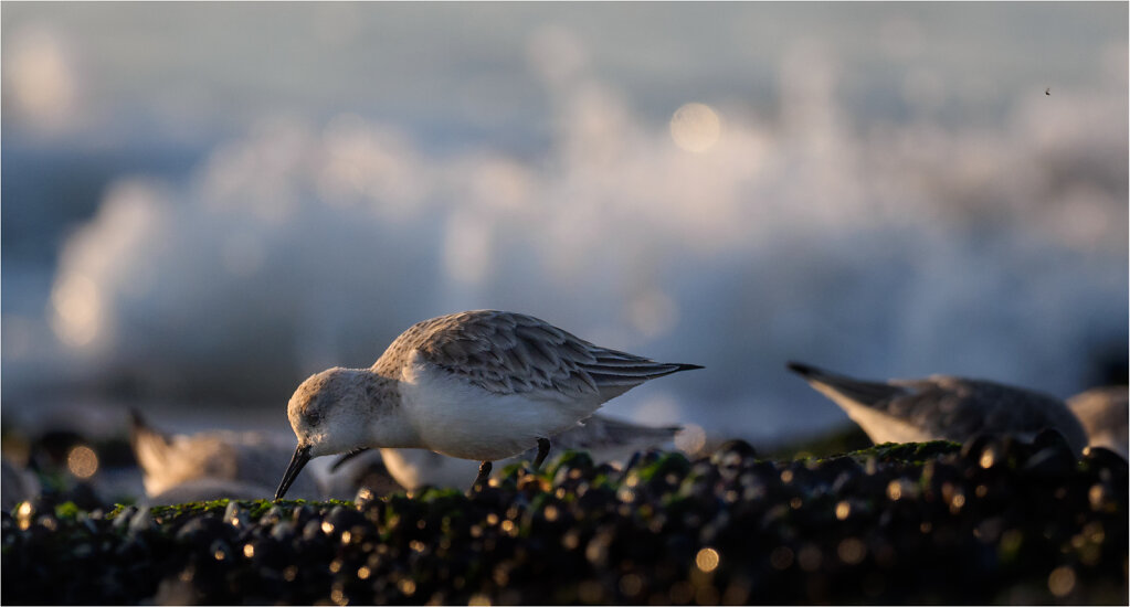 Sanderling-6.jpg