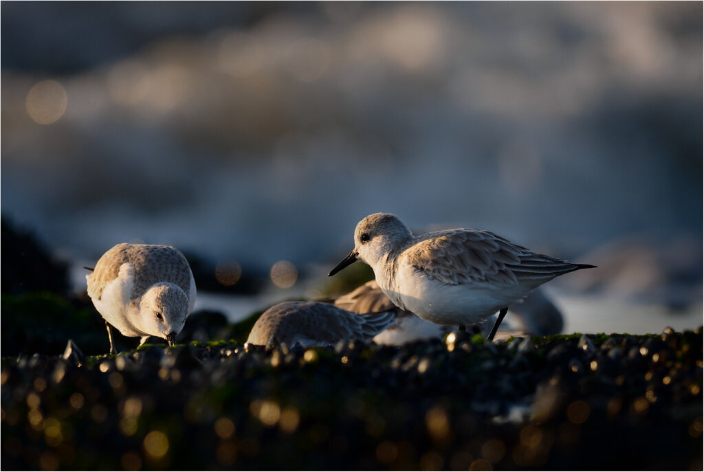 Sanderling-7.jpg