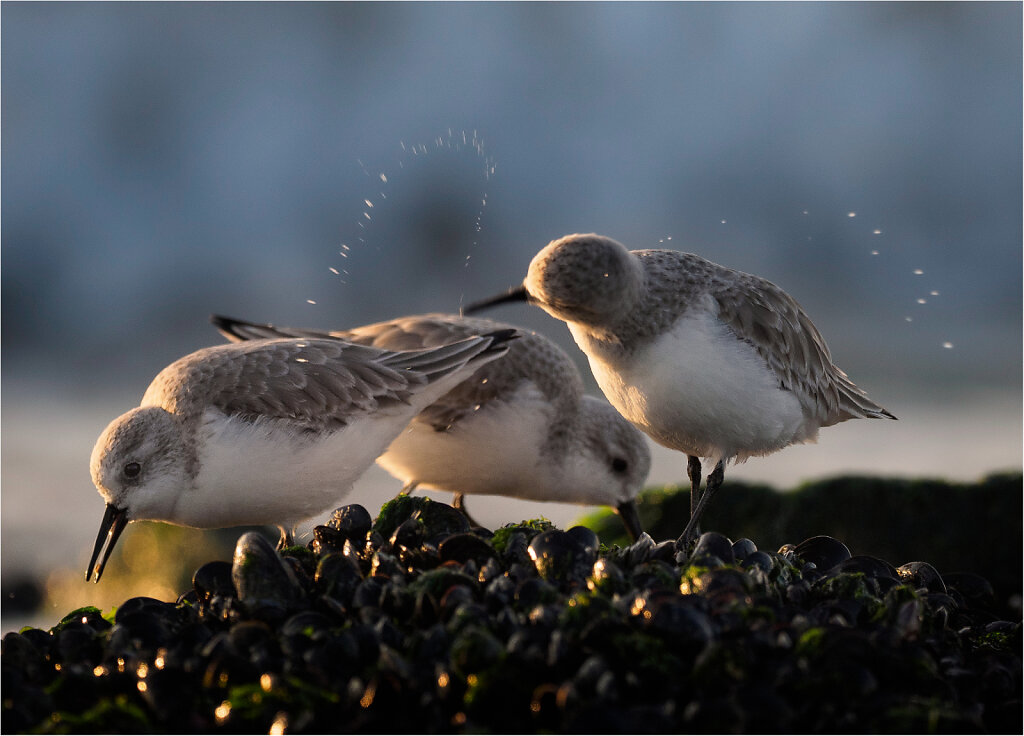 Sanderling-8.jpg