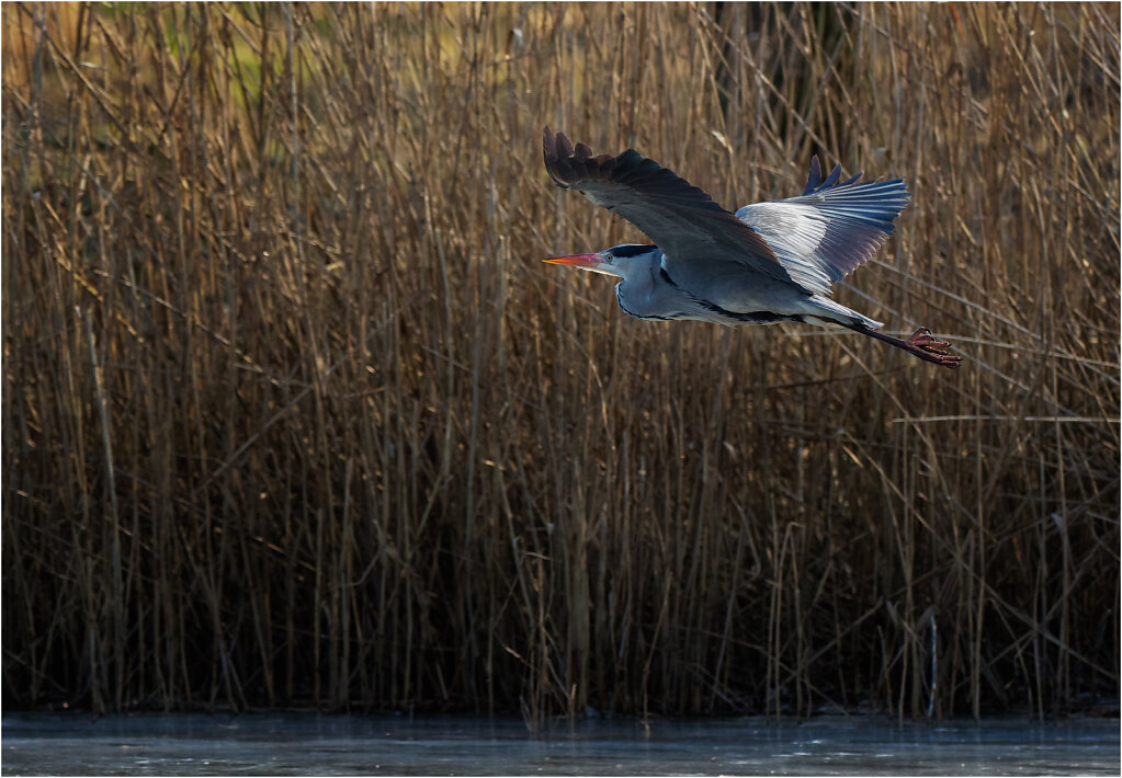 Graureiher-Ardea-cinerea-grey-heron-Olympus-E-M1MarkII-2247512-DxO-Bearbeitet.jpg