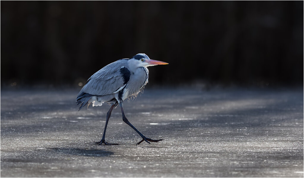 Graureiher-Ardea-cinerea-grey-heron-Olympus-E-M1MarkII-2247560-DxO-Bearbeitet.jpg