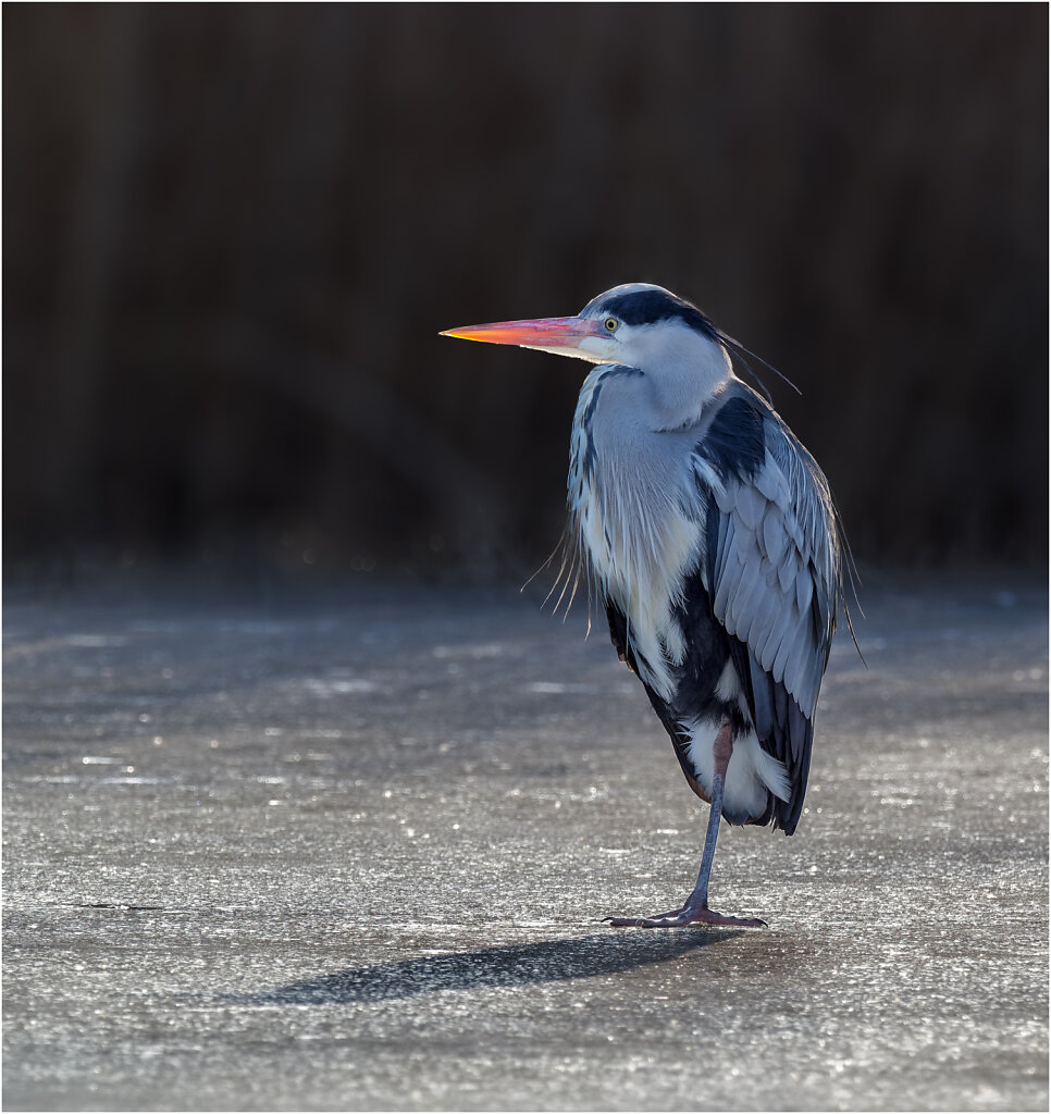 Graureiher-Ardea-cinerea-grey-heron-Olympus-E-M1MarkII-2247491-DxO-Bearbeitet.jpg