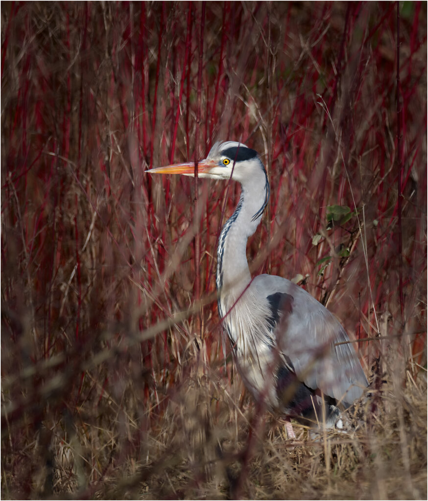 Graureiher-Ardea-cinerea-grey-heron-Olympus-E-M1MarkII-2258529-DxO-Bearbeitet.jpg