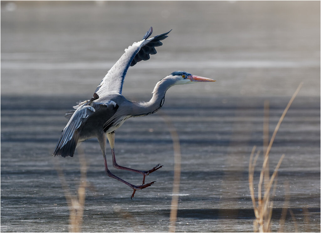 Graureiher-Ardea-cinerea-grey-heron-Olympus-E-M1MarkII-2258215-DxO-Bearbeitet.jpg