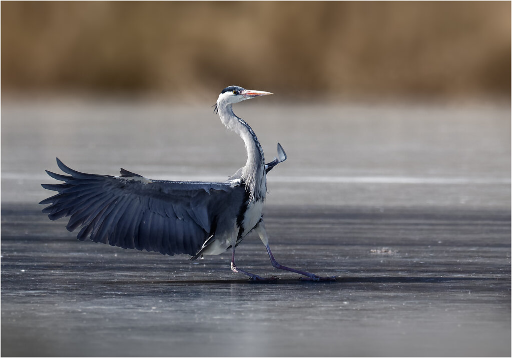 Graureiher-Ardea-cinerea-grey-heron-Olympus-E-M1MarkII-2258187-DxO-Bearbeitet.jpg