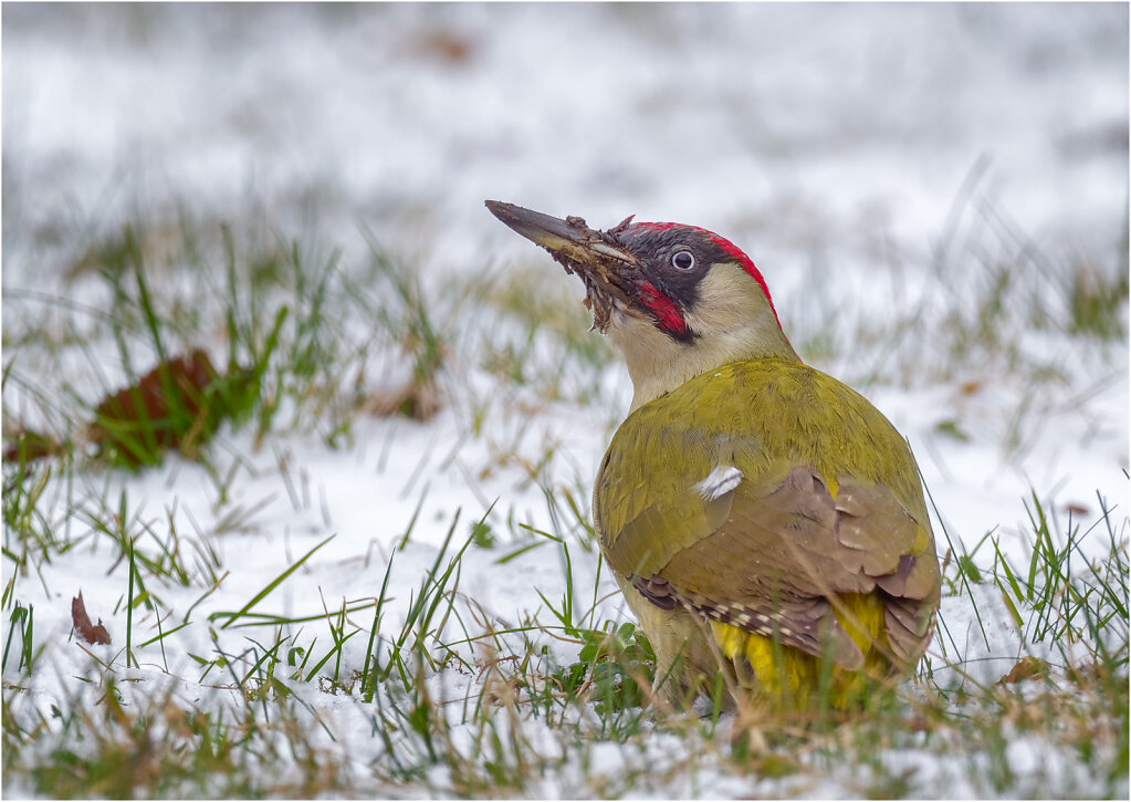Grunspecht-Picus-viridis-European-green-woodpecker-Olympus-E-M1MarkII-3170140-DxO-Bearbeitet.jpg