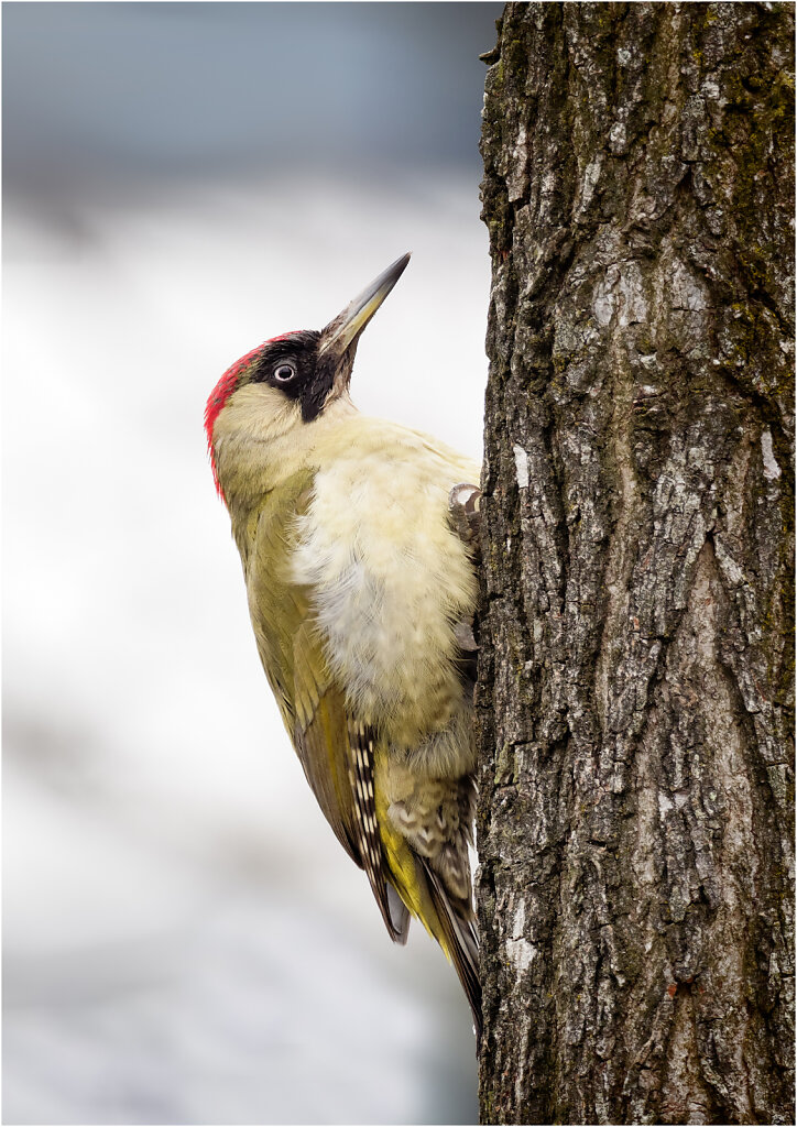 Grunspecht-Picus-viridis-European-green-woodpecker-Olympus-E-M1MarkII-3170105-DxO-Bearbeitet.jpg