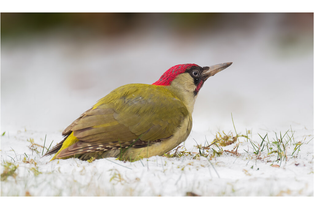 Grunspecht-Picus-viridis-European-green-woodpecker-Olympus-E-M1MarkII-3170192-DxO-Bearbeitet.jpg