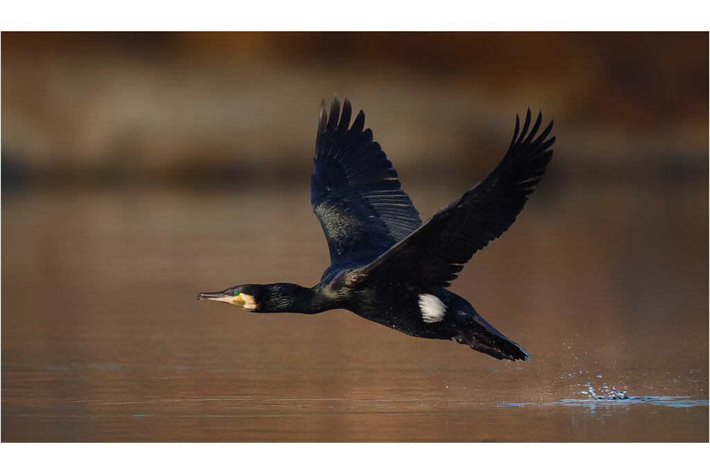 Kormoran-19.jpg