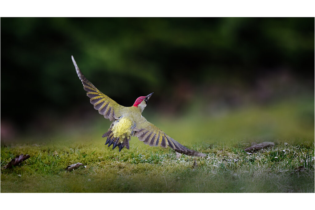Grunspecht-Picus-viridis-European-green-woodpecker-Olympus-E-M1MarkII-4013519-DxO-Bearbeitet2-Bearbeitet.jpg