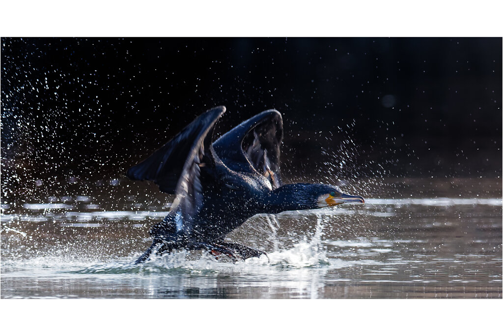 Kormoran - Great cormorant