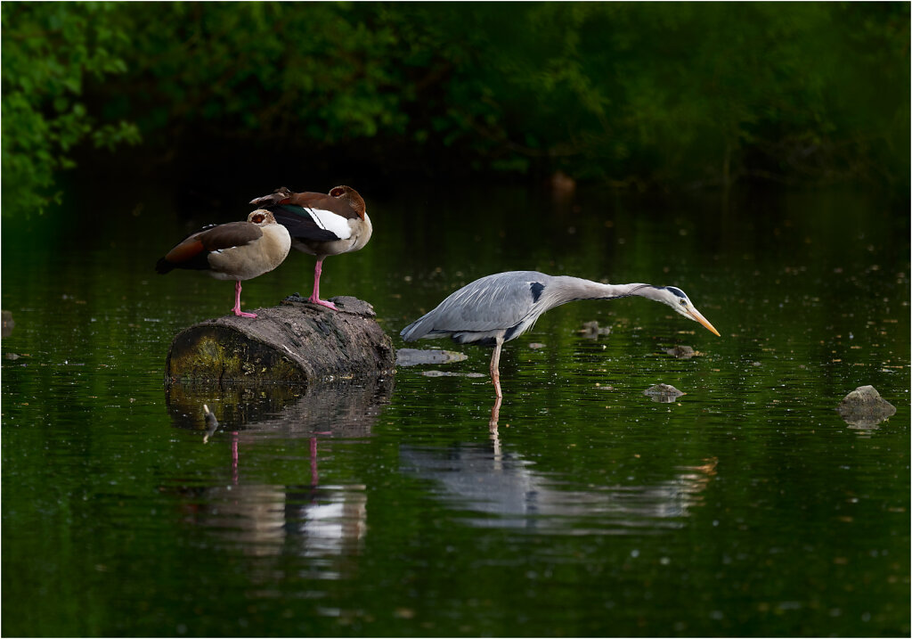 Graureiher-Ardea-cinerea-grey-heron-Olympus-E-M1MarkII-4284822-DxO.jpg