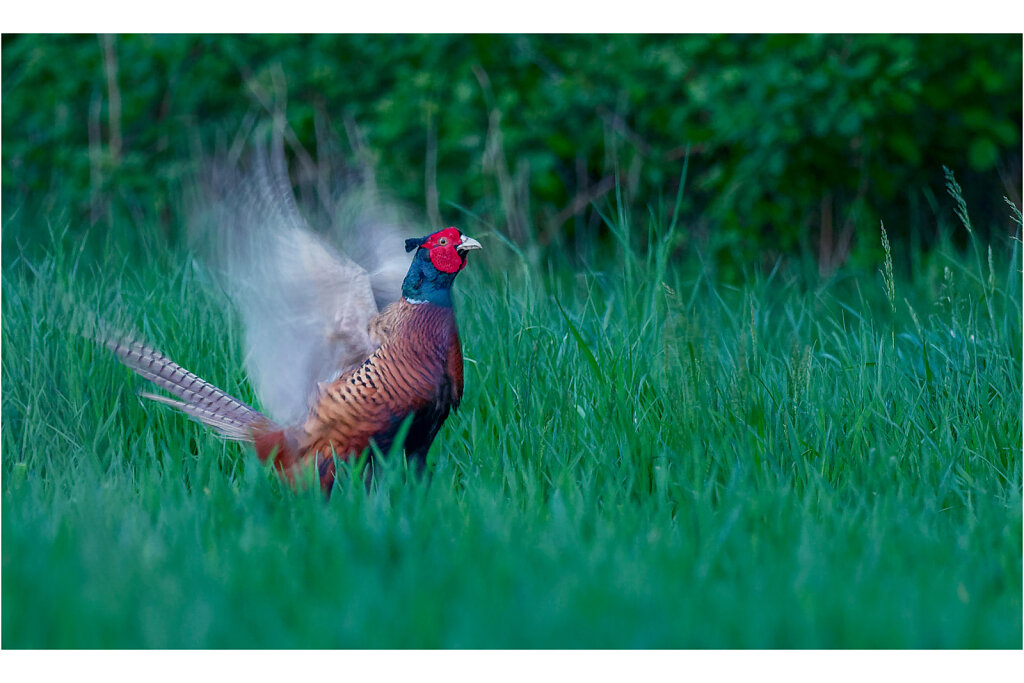 Fasan-Common-pheasant-Olympus-E-M1MarkII-5015212-DxO-Bearbeitet.jpg
