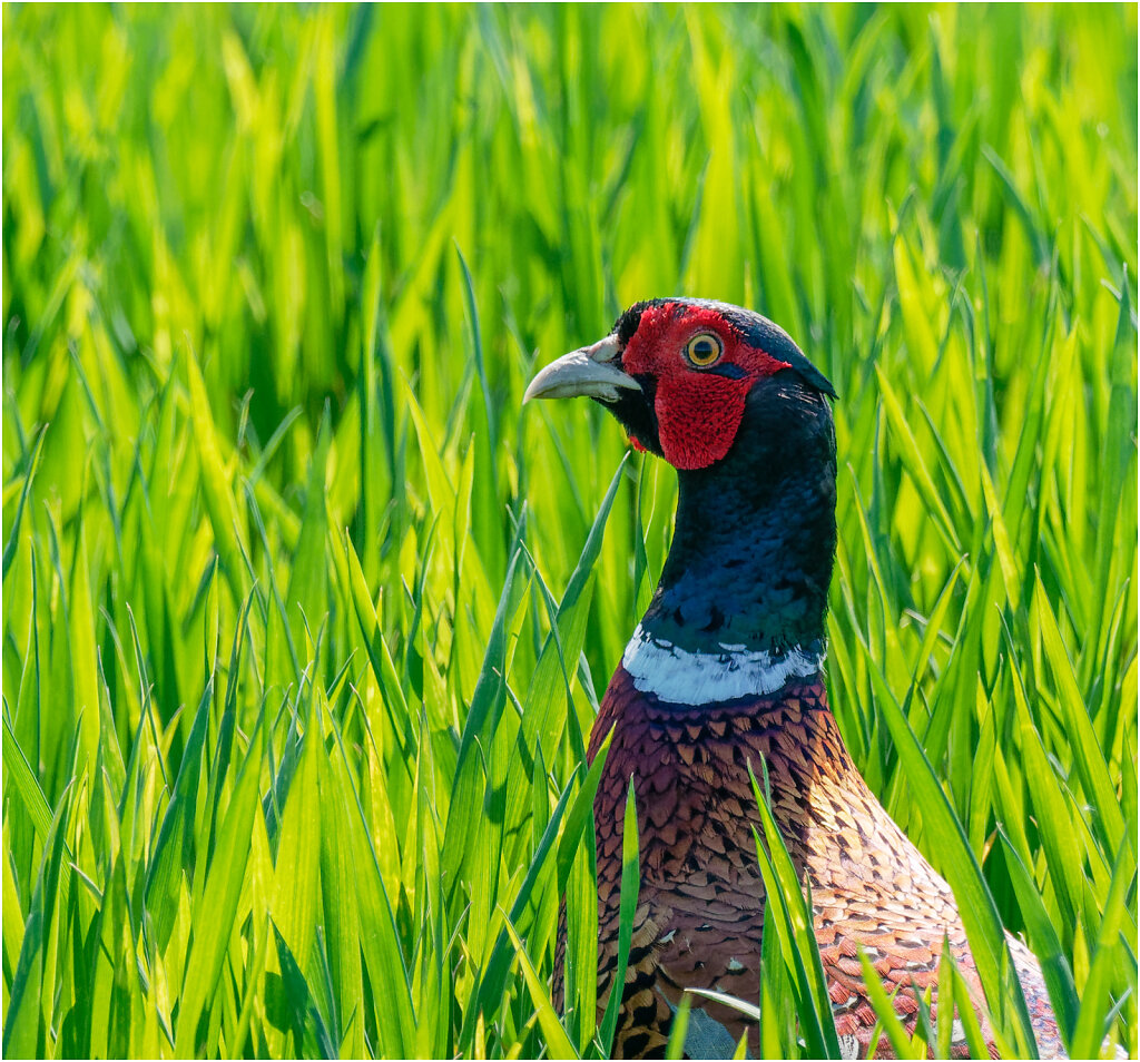 Fasan-Common-pheasant-Olympus-E-M1MarkII-5067627-DxO-Bearbeitet.jpg