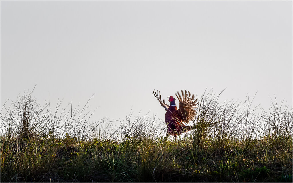 Fasan-Common-pheasant-Olympus-E-M1MarkII-5106337-DxO-Bearbeitet.jpg