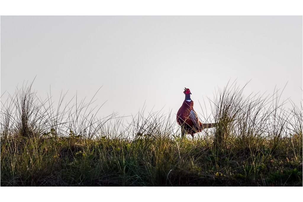 Fasan-Common-pheasant-Olympus-E-M1MarkII-5106335-DxO-Bearbeitet.jpg