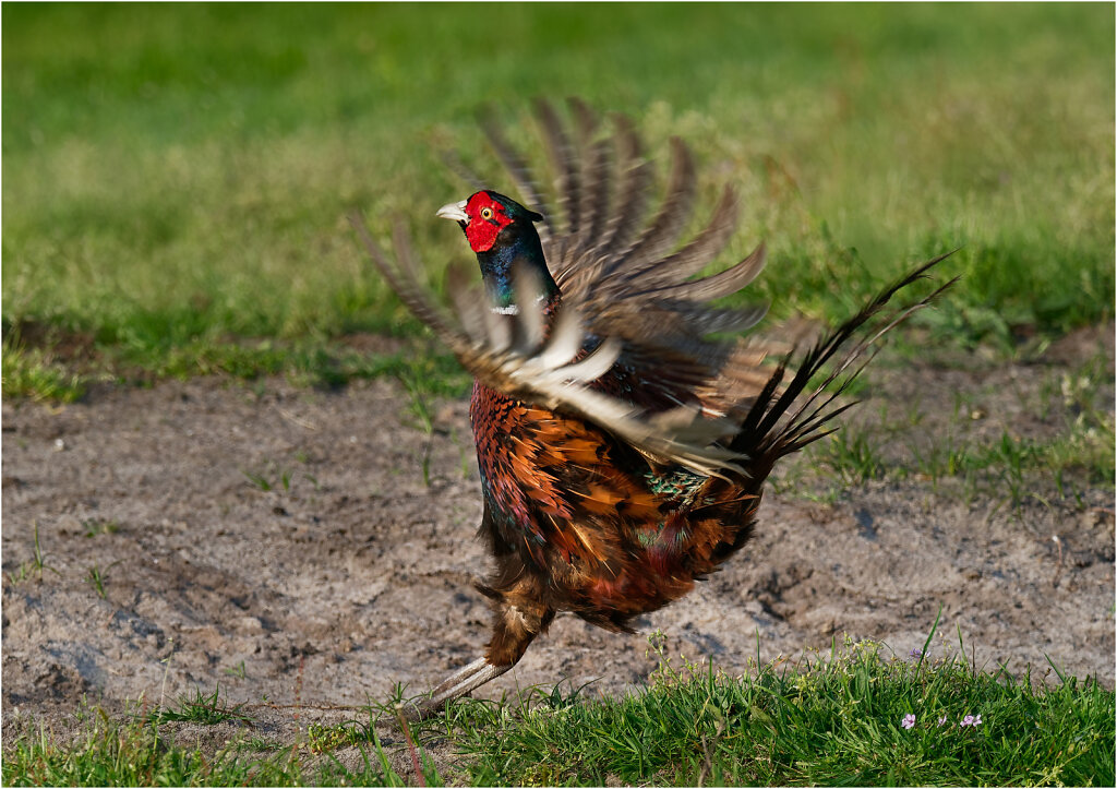 Fasan-Common-pheasant-Olympus-E-M1MarkII-5092795-DxO.jpg