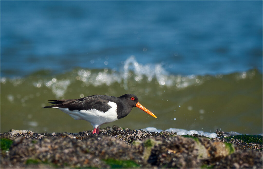 Austernfischer-Eurasian-oystercatcher-Olympus-E-M1MarkII-5056363-Bearbeitet.jpg