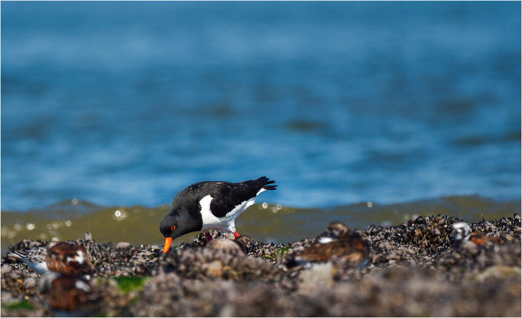 Austernfischer-Eurasian-oystercatcher-Olympus-E-M1MarkII-5056426-Bearbeitet.jpg