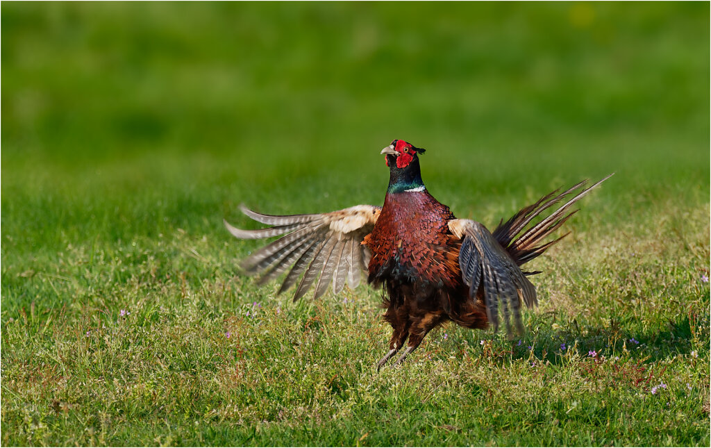 Fasan-Common-pheasant-Olympus-E-M1MarkII-5092741-DxO.jpg