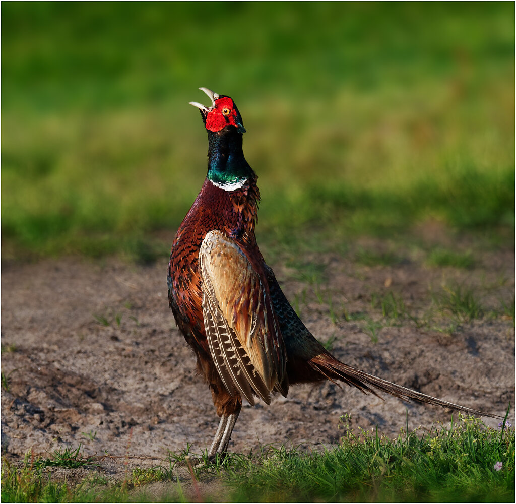 Fasan-Common-pheasant-Olympus-E-M1MarkII-5092792-DxO.jpg