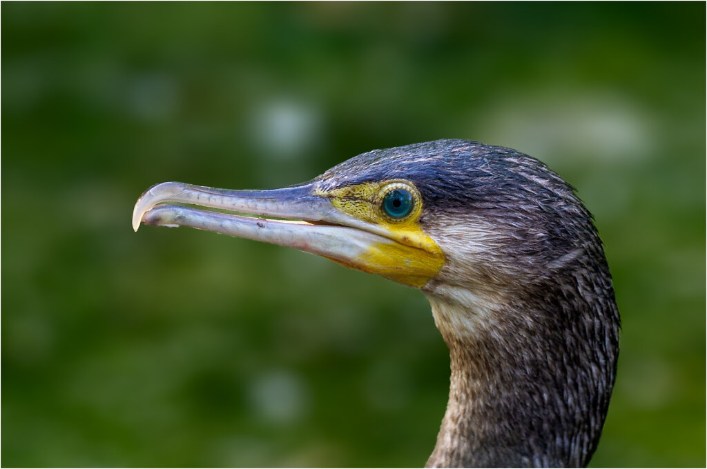 Kormoran-21.jpg