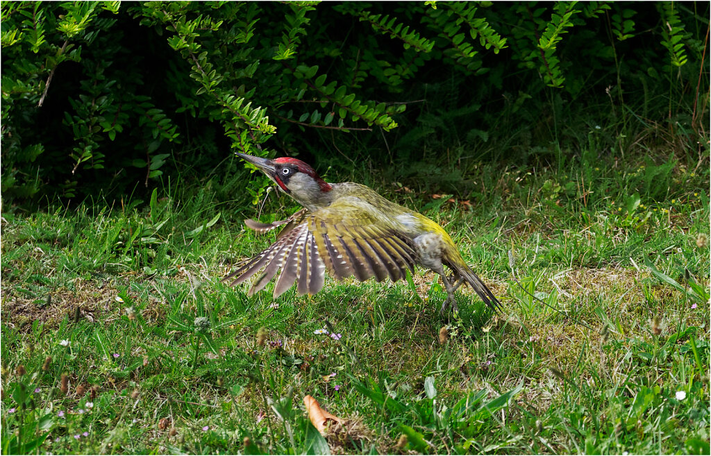Grunspecht-Picus-viridis-European-green-woodpecker-Olympus-E-M1MarkII-6231823-DxO.jpg