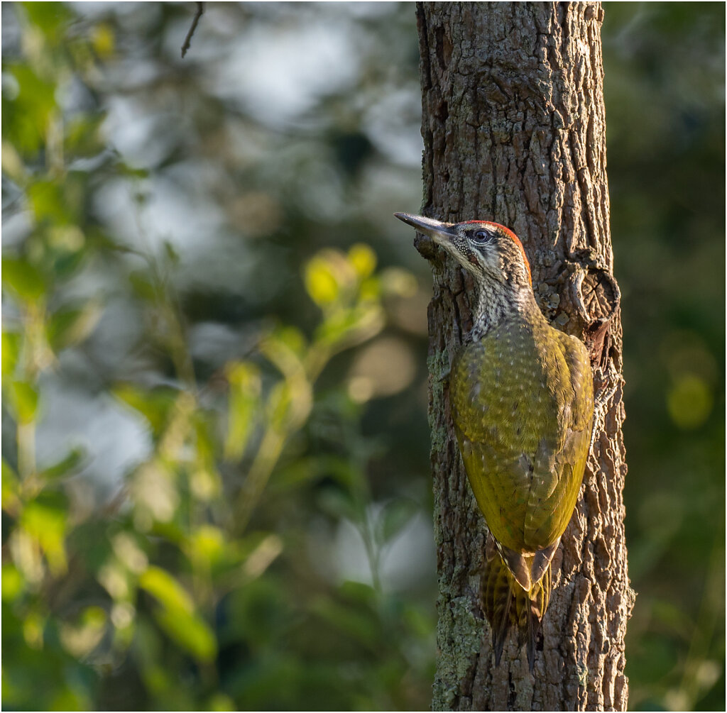 Grunspecht-Picus-viridis-European-green-woodpecker-Olympus-E-M1MarkII-7031032-Bearbeitet.jpg