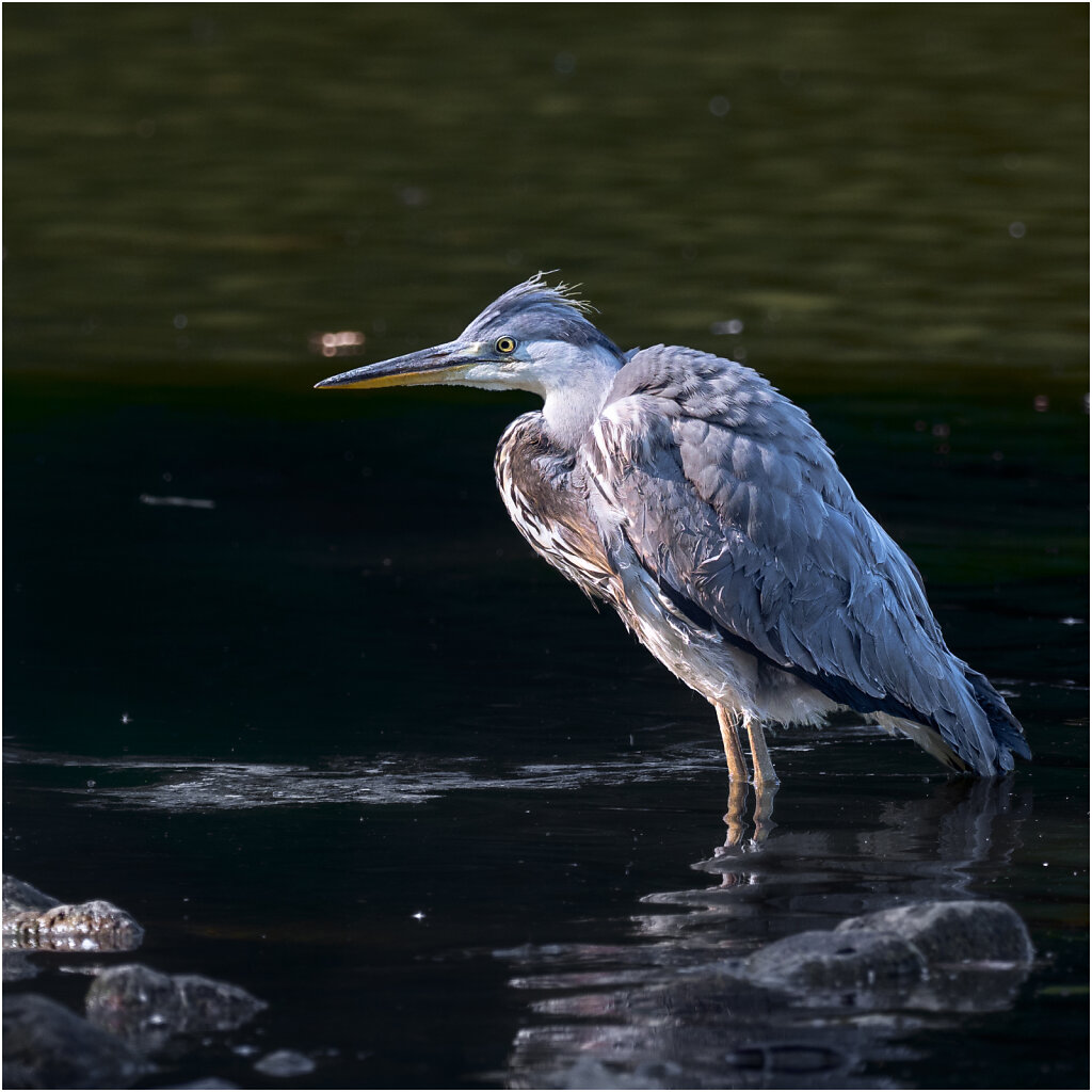 Graureiher-Ardea-cinerea-grey-heron-Reiher-Olympus-E-M1MarkII-8053968-Bearbeitet.jpg