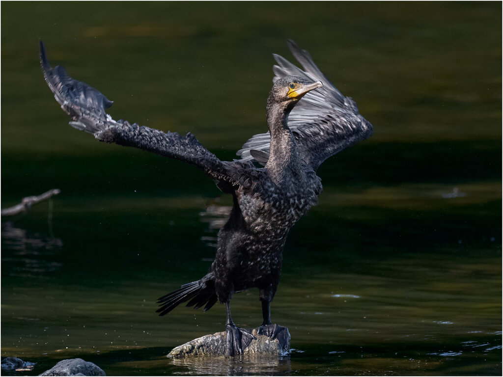 Kormoran-24.jpg