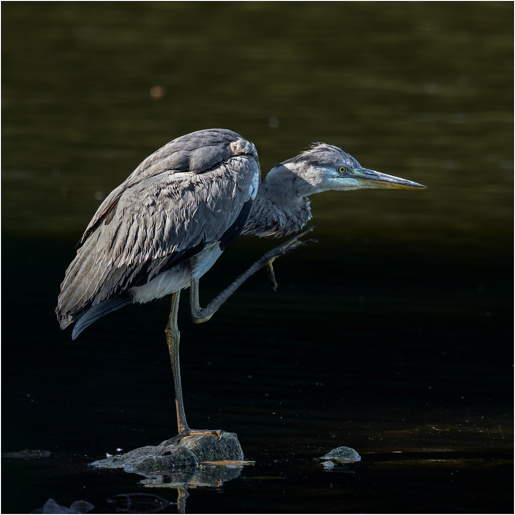 Graureiher-Ardea-cinerea-grey-heron-Reiher-Olympus-E-M1MarkII-8054091-Bearbeitet.jpg