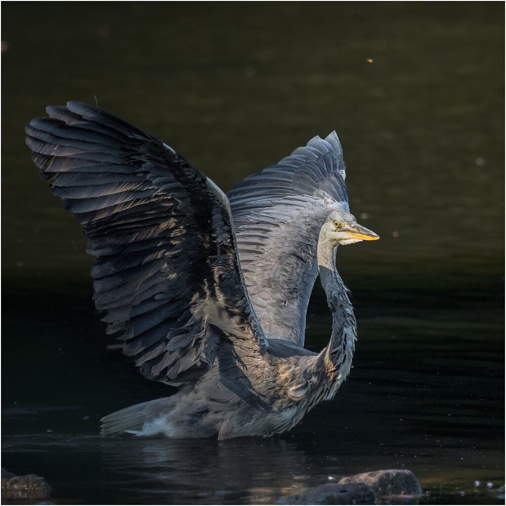 Graureiher-Ardea-cinerea-grey-heron-Reiher-Olympus-E-M1MarkII-8053984-Bearbeitet.jpg