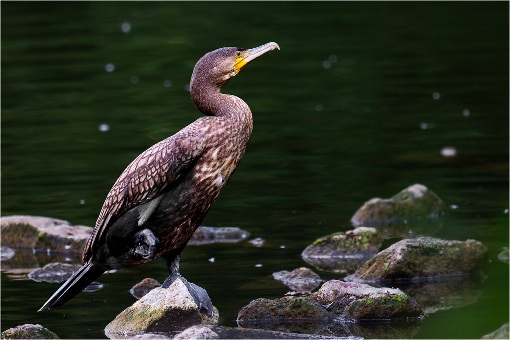 Kormoran-26.jpg