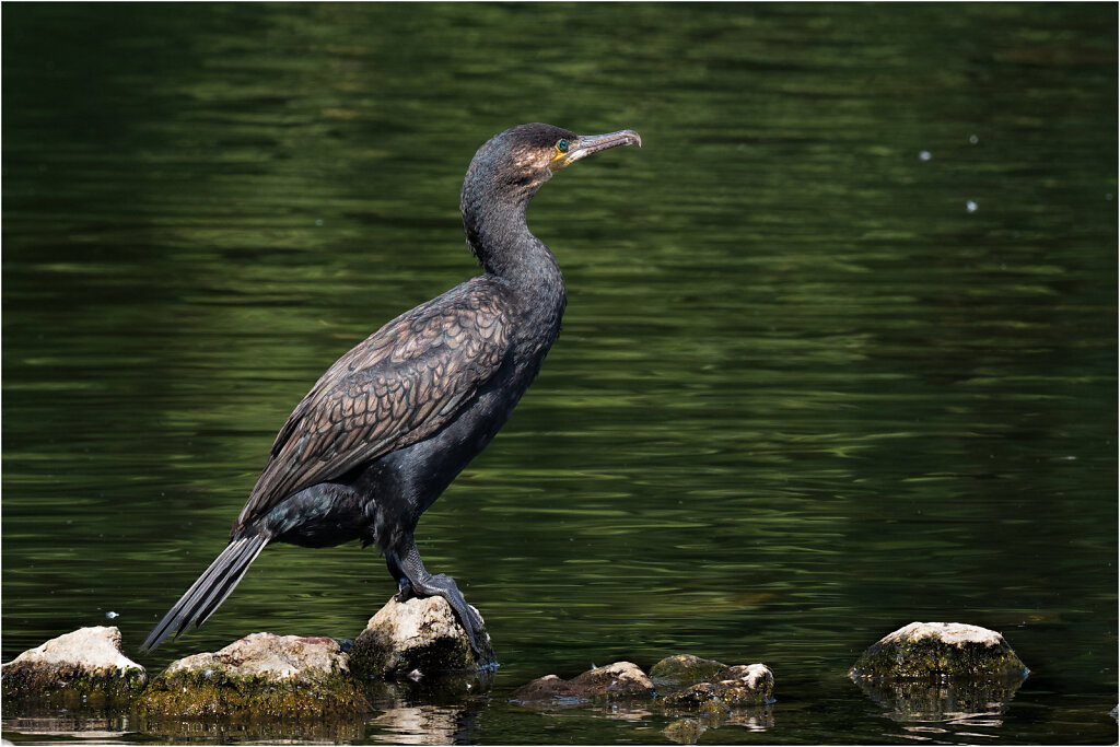 Kormoran-27.jpg