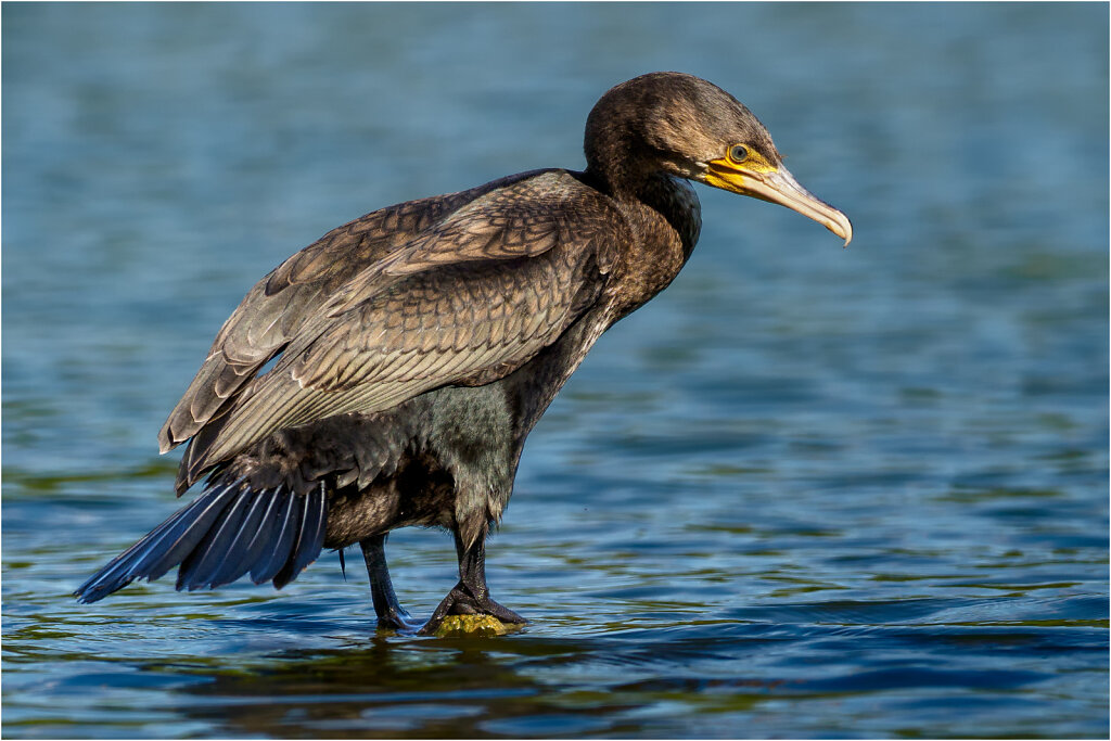 Kormoran-34.jpg