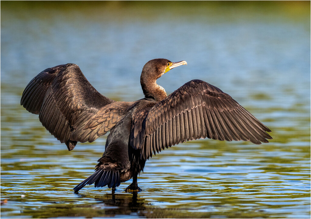 Kormoran-33.jpg