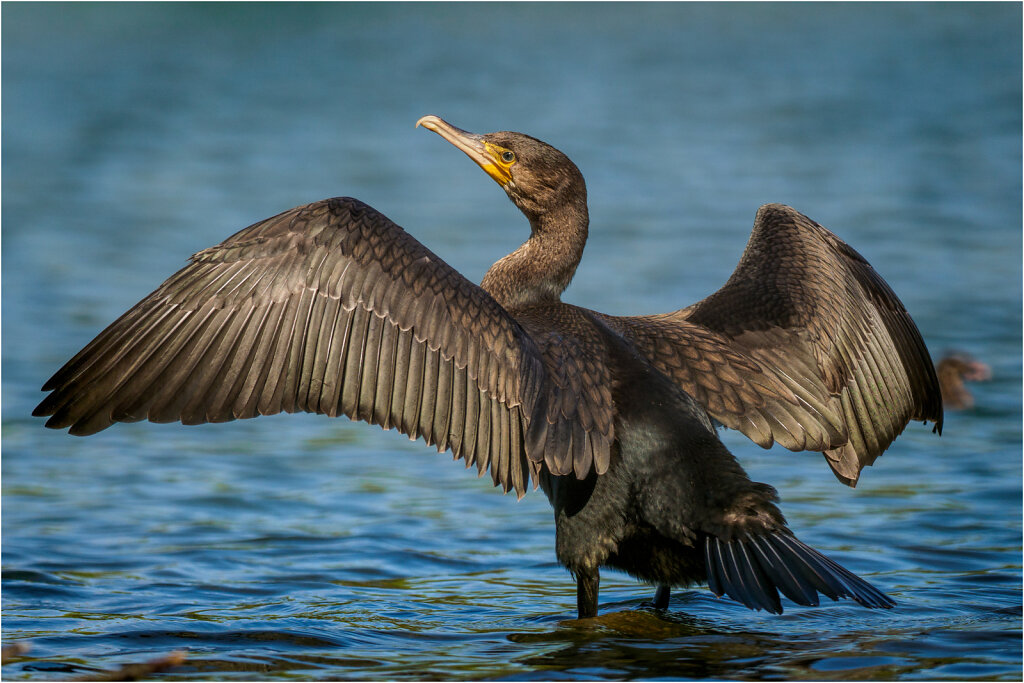 Kormoran-32.jpg