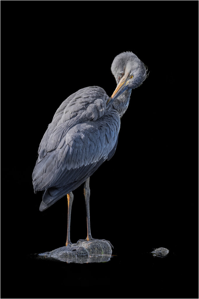 Graureiher-Ardea-cinerea-grey-heron-Reiher-Olympus-E-M1MarkII-8054097-Bearbeitet-Bearbeitet.jpg