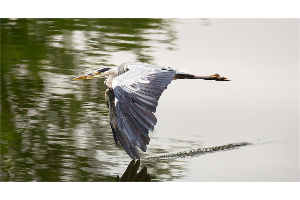 Graureiher-Ardea-cinerea-grey-heron-Olympus-E-M1MarkII-8043332-Bearbeitet.jpg